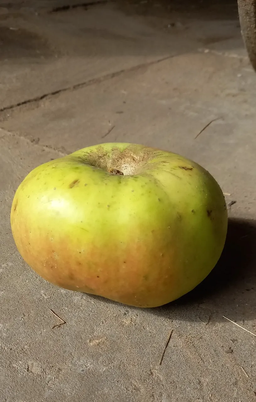 Malus domestica 'Bramley's Seedling'