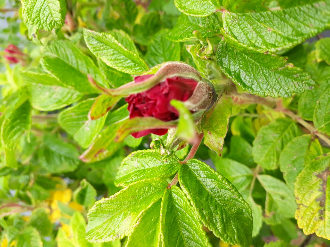 rosa-r-scarlet-pavement