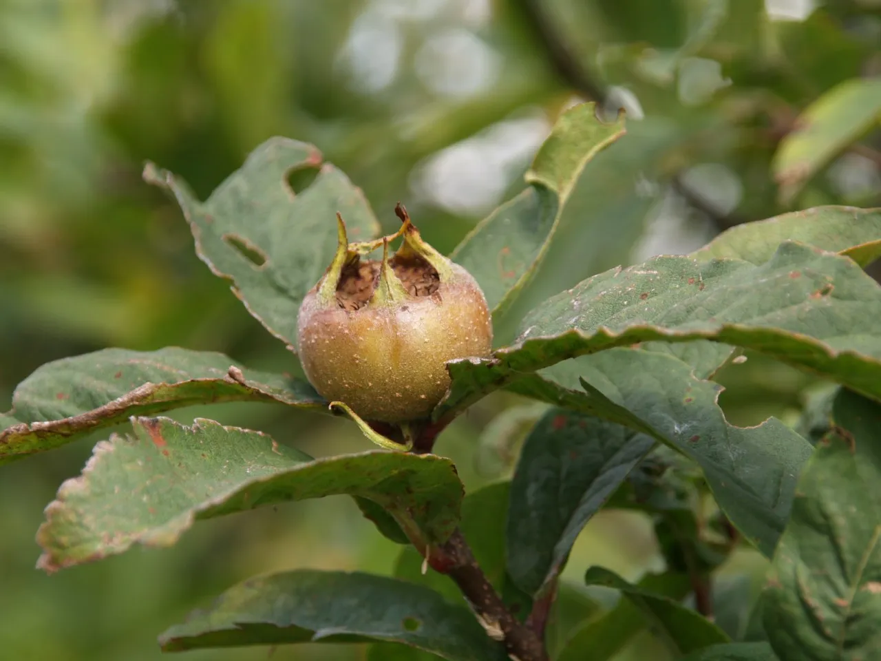 Mespilus germanica 'Bredase Reus'