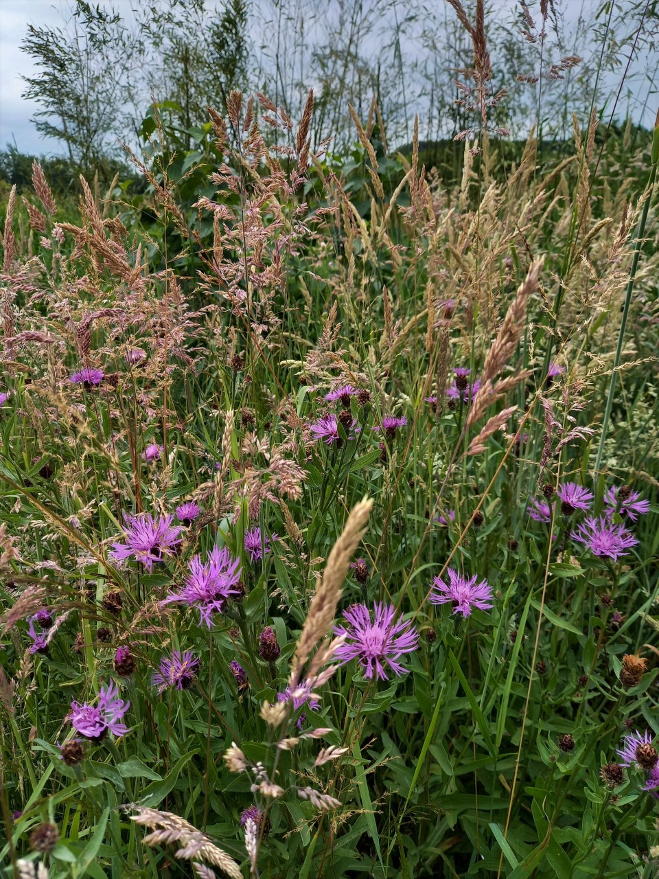 centaurea-jacea