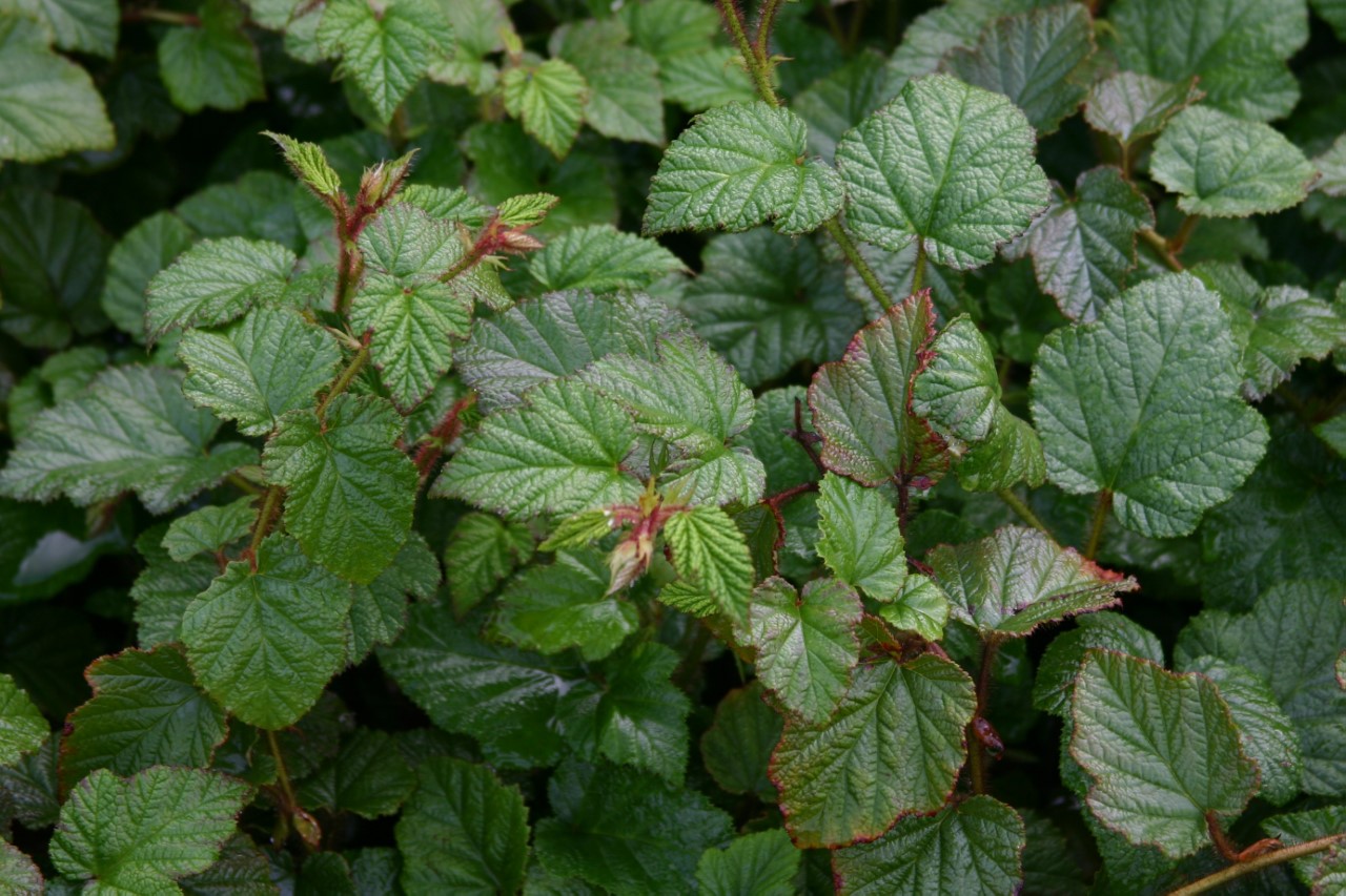 rubus-tricolor