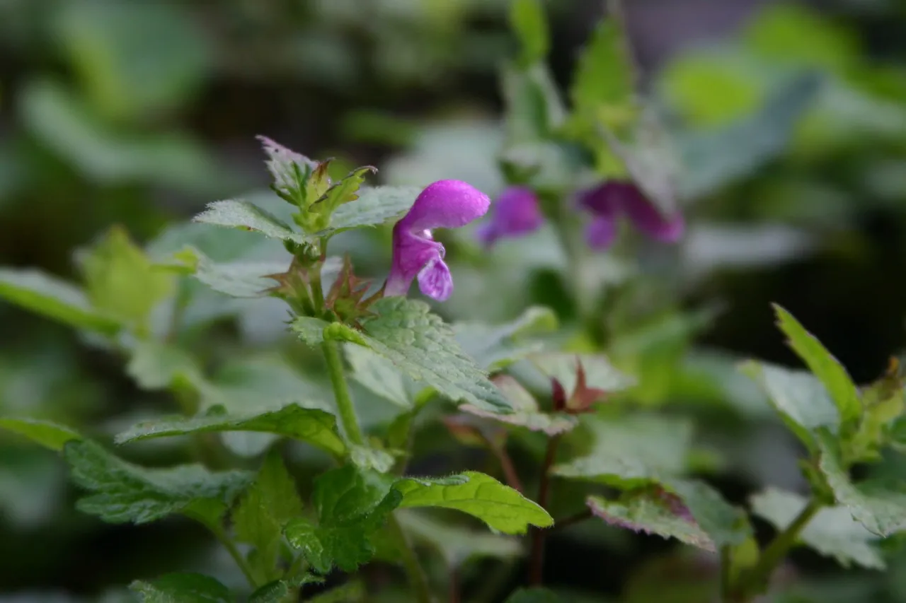 Lamium maculatum