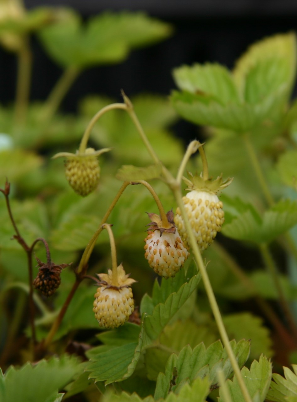 fragaria-vesca-alpine-yellow