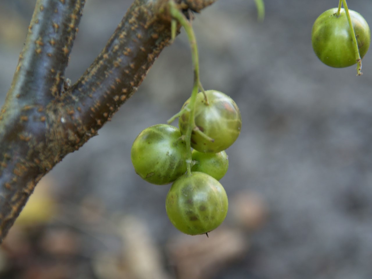 Ribes nigrum 'Ojeblanc' : C2 : 40-60