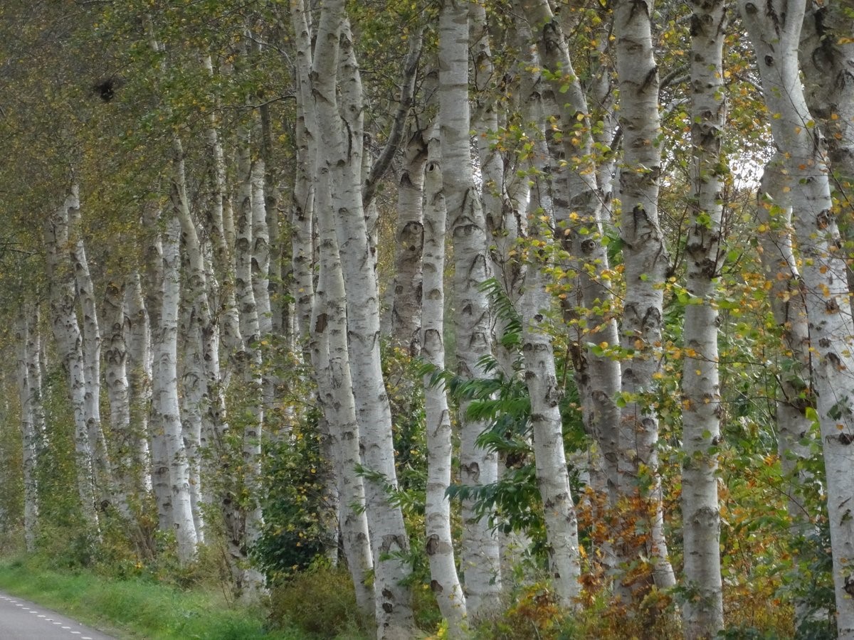 Betula pendula : C2 : 60-80