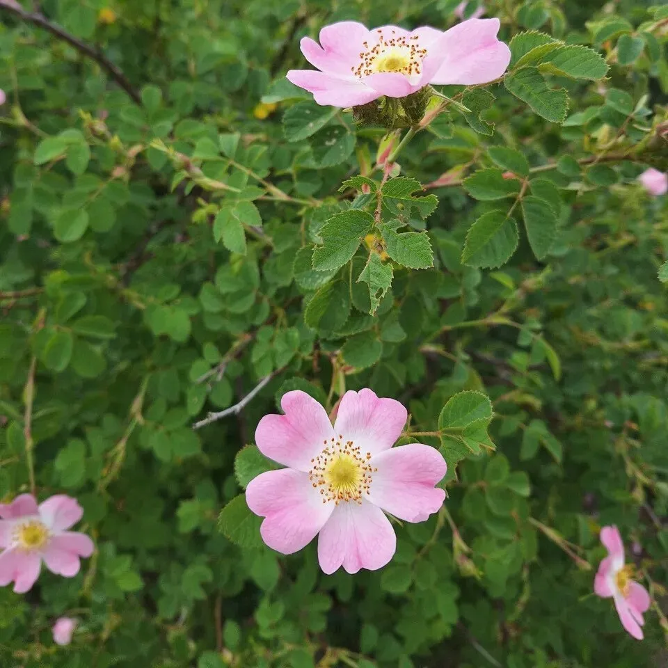 Rosa canina