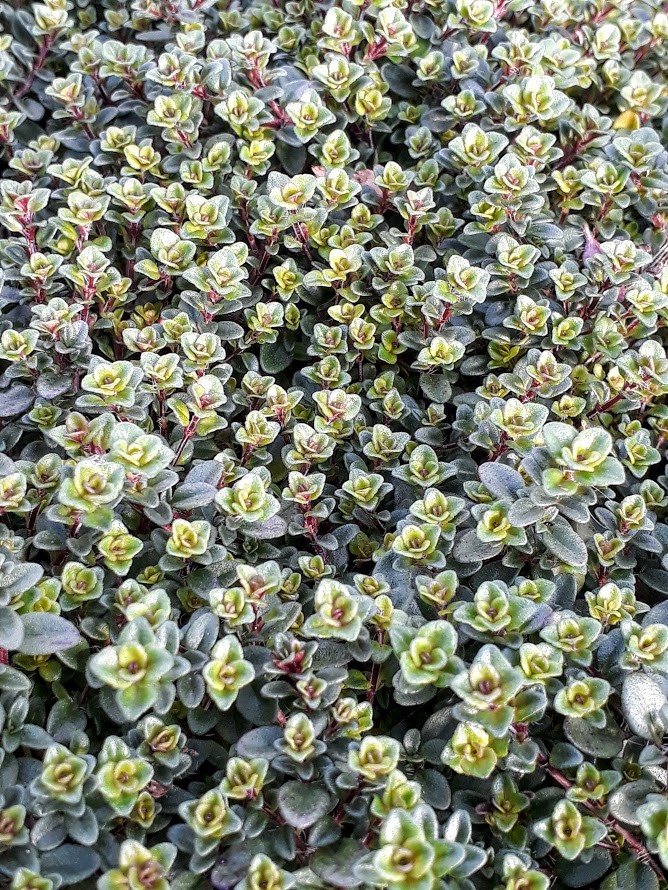 thymus-citr-lammefjord