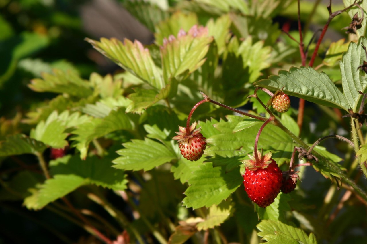 fragaria-vesca-alexandria