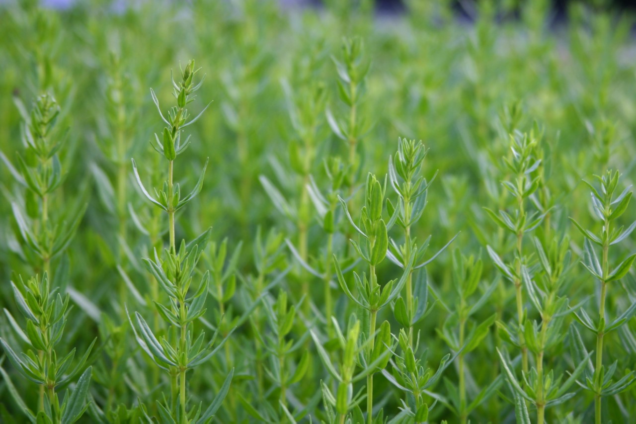 hyssopus-officinalis-caeruleus