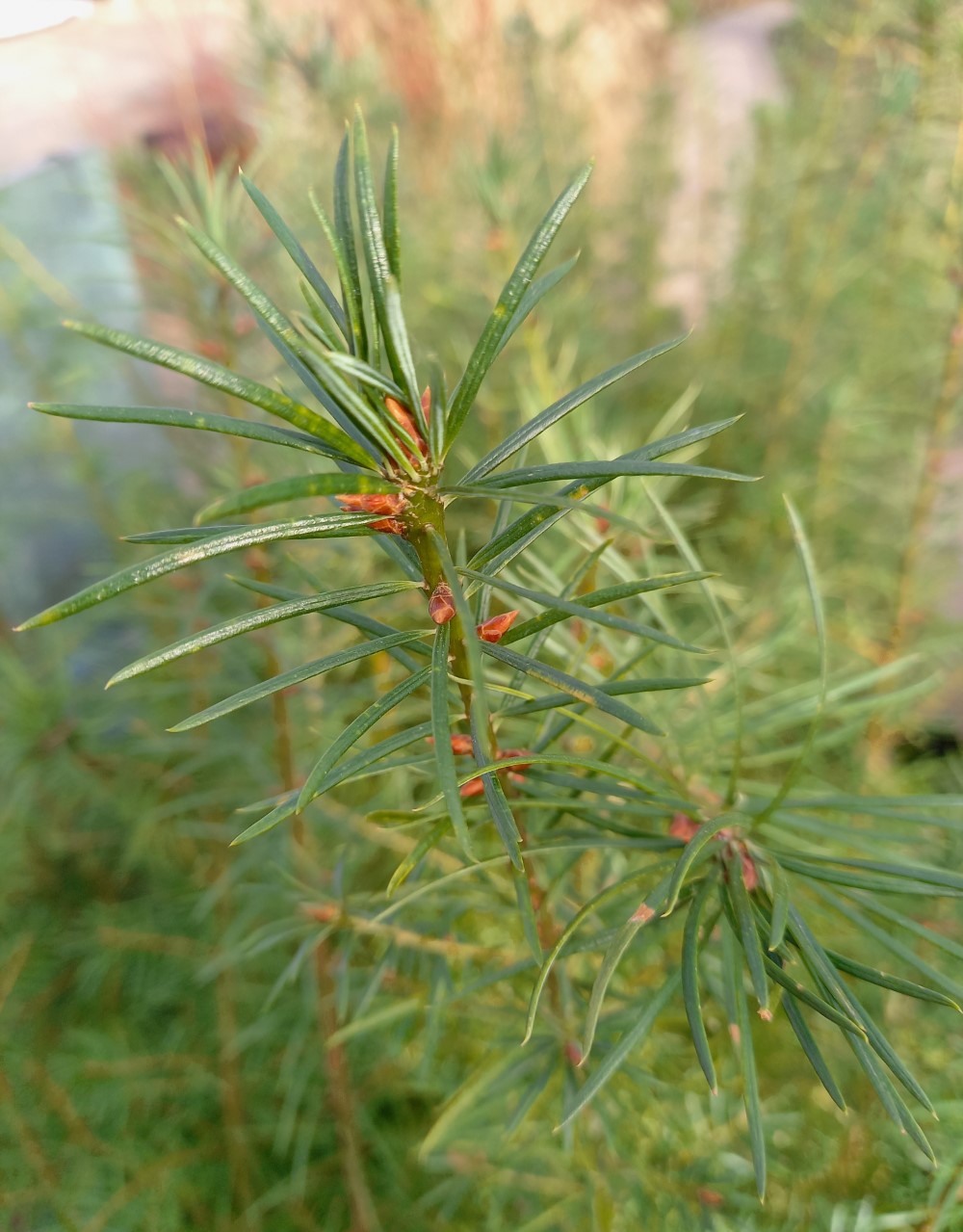 pseudotsuga-menziesii