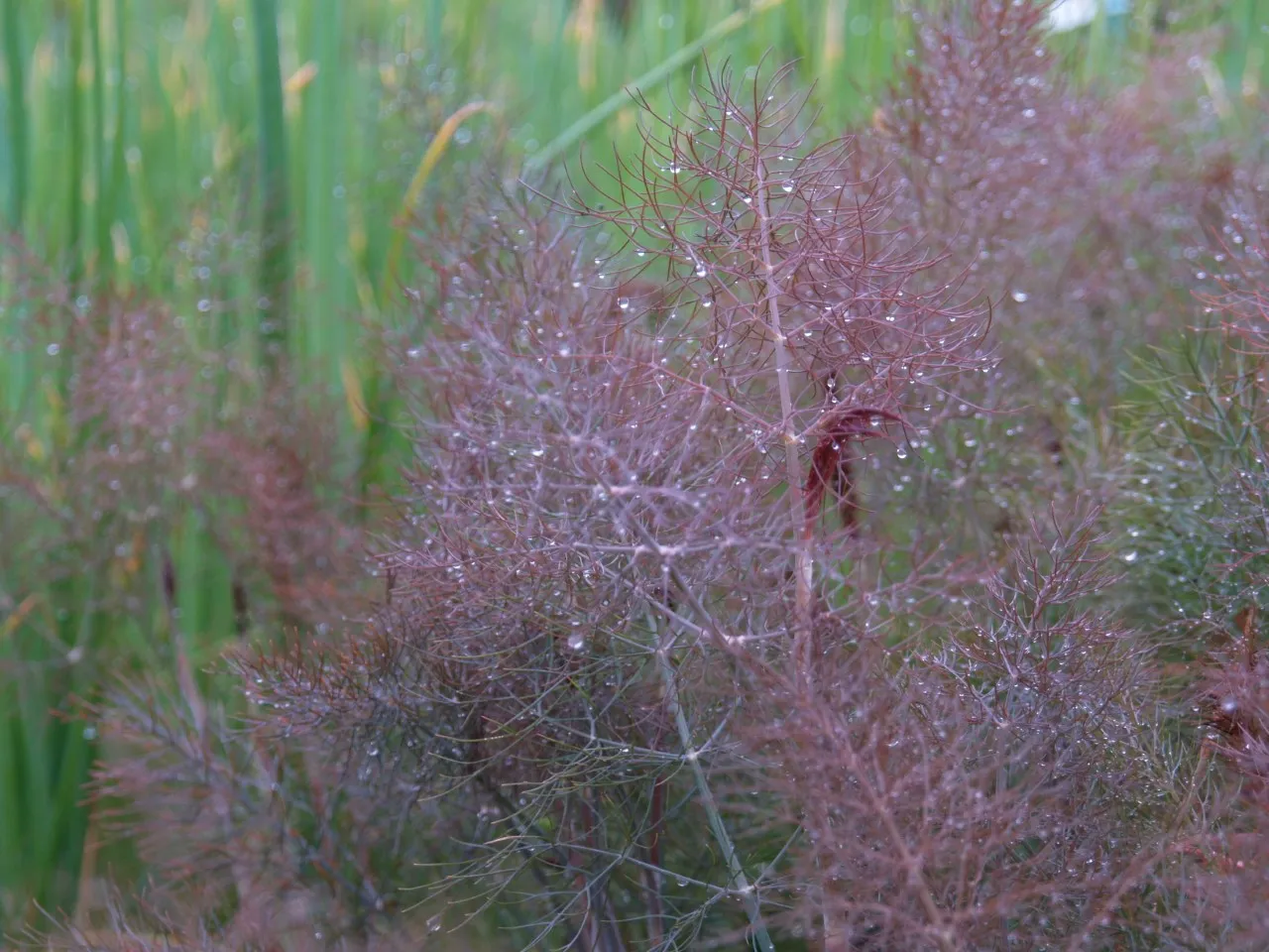 Foeniculum vulgare 'Purpureum'