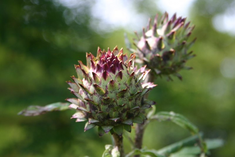 cynara-scolymus-green-globe