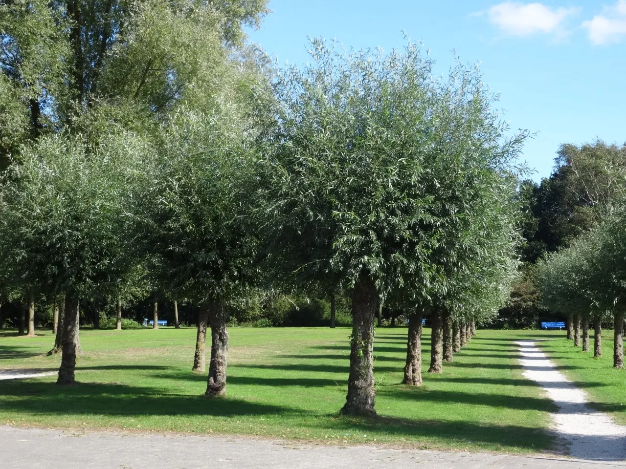 Salix alba  autochtoon