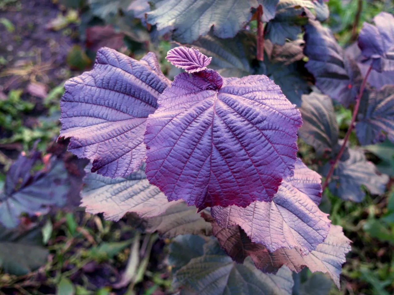 Corylus 'Rode Zellernoot'