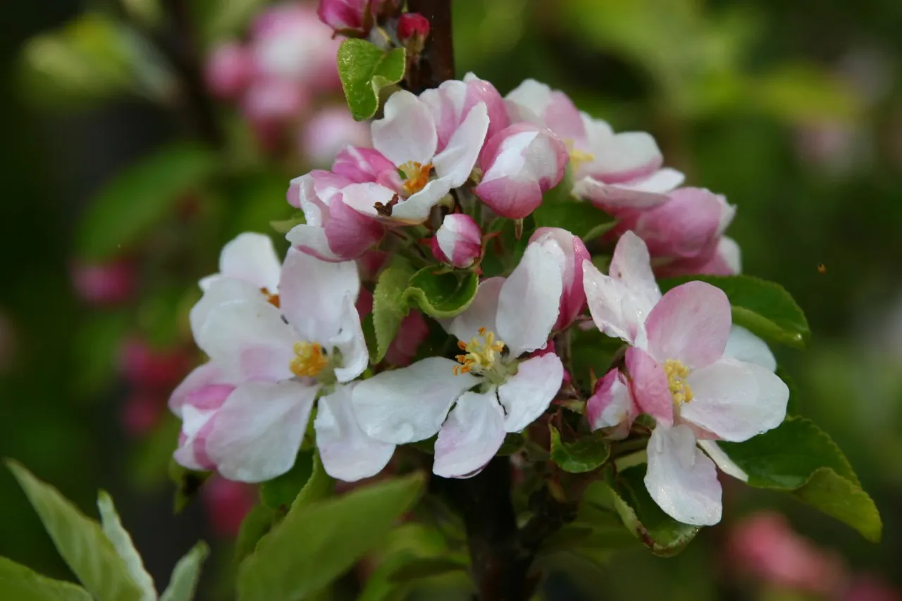 Malus domestica 'James Grieve'