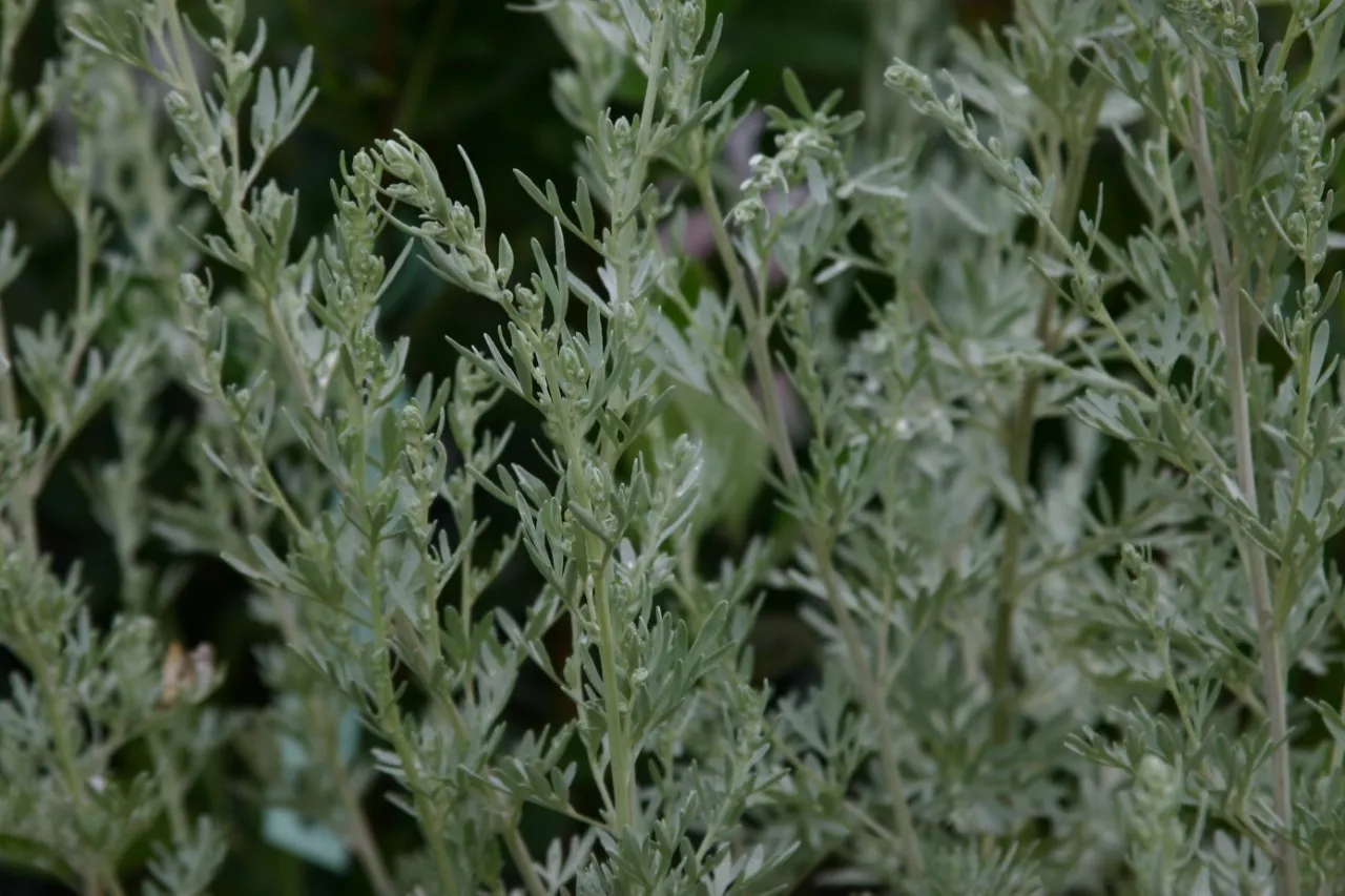 Artemisia absinthium 'Silverado'