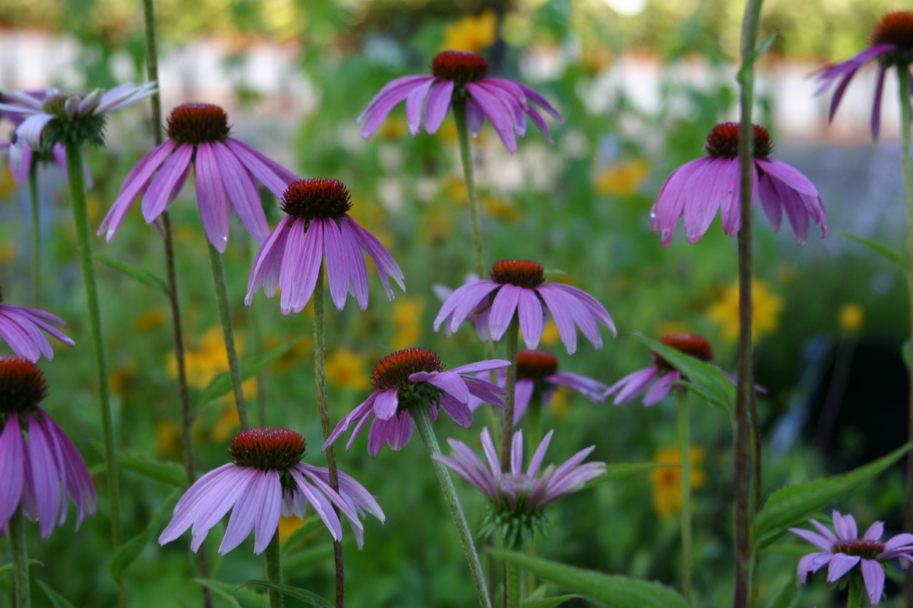 echinacea-purpurea