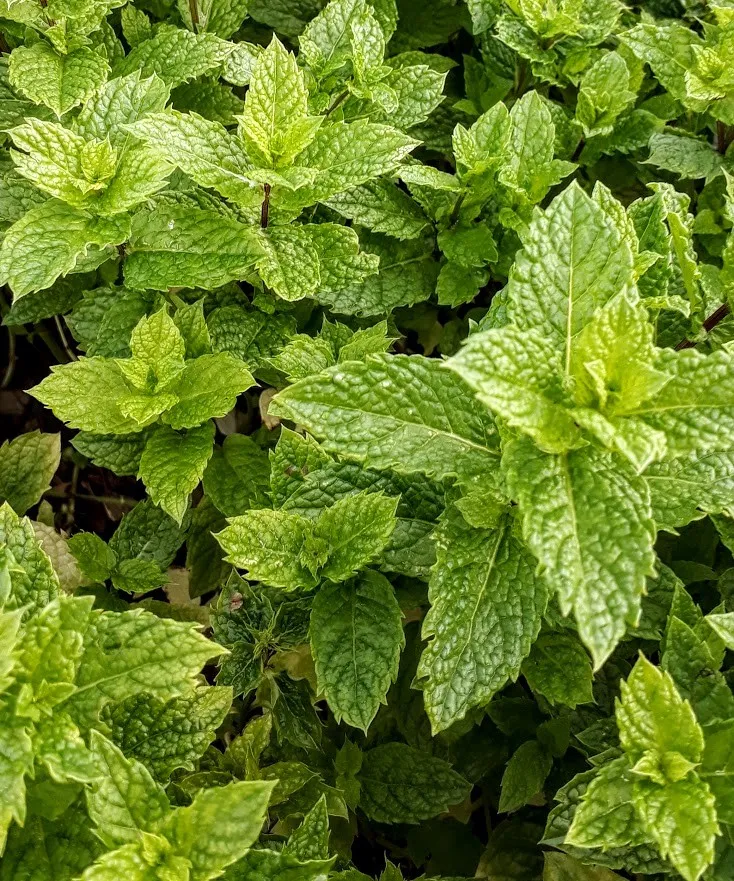 Mentha spicata 'Maroccan'