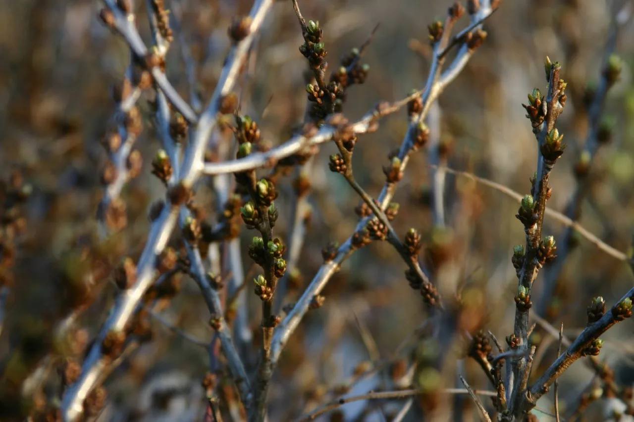 Hippophae rhamnoides 'Romeo'