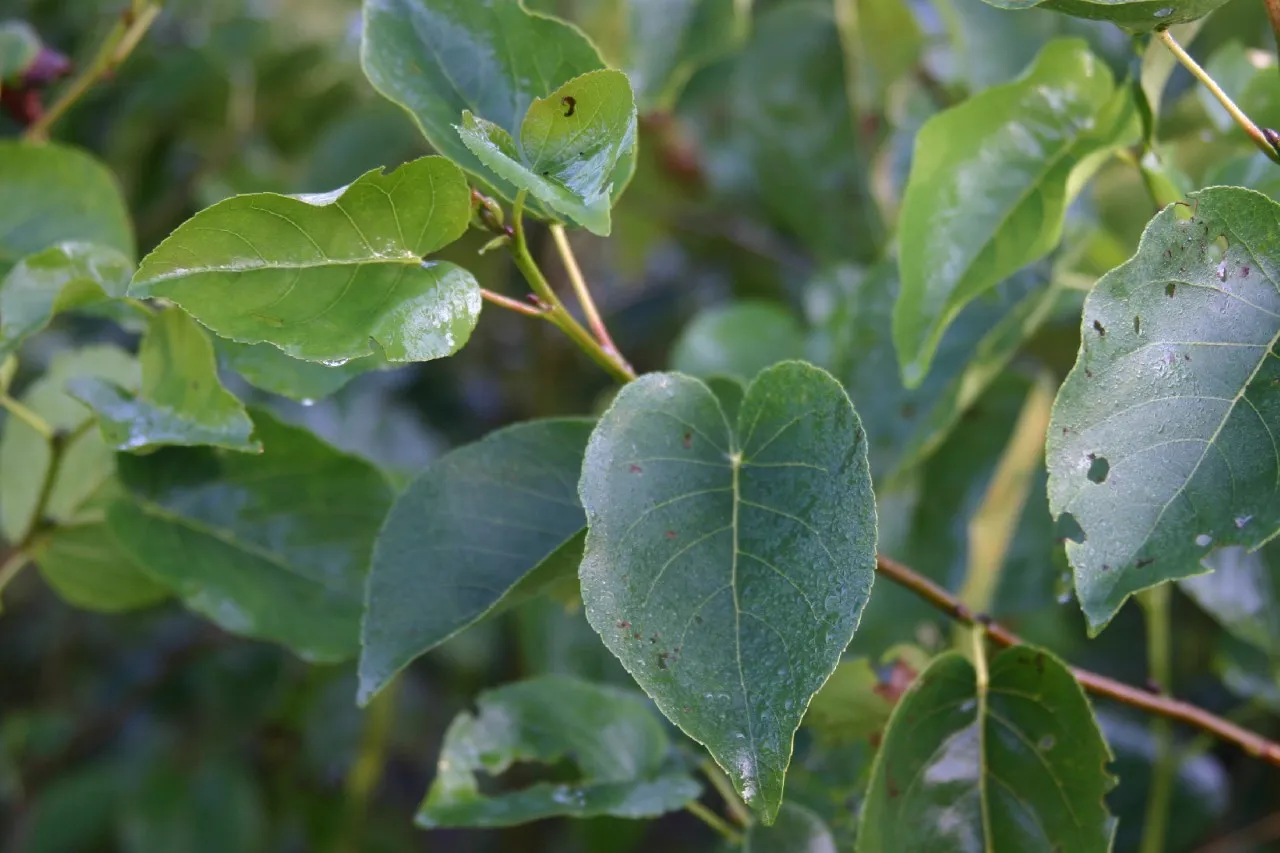 Alnus cordata