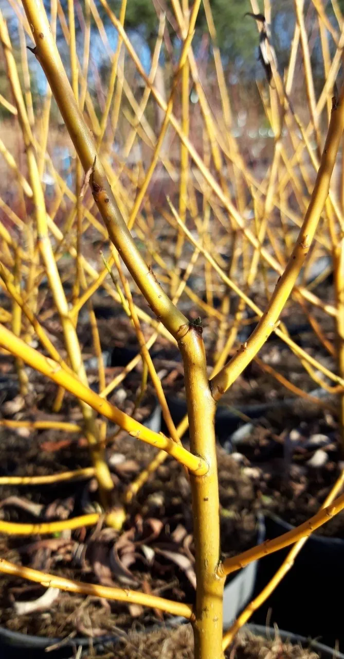 Salix alba 'Golden Ness'