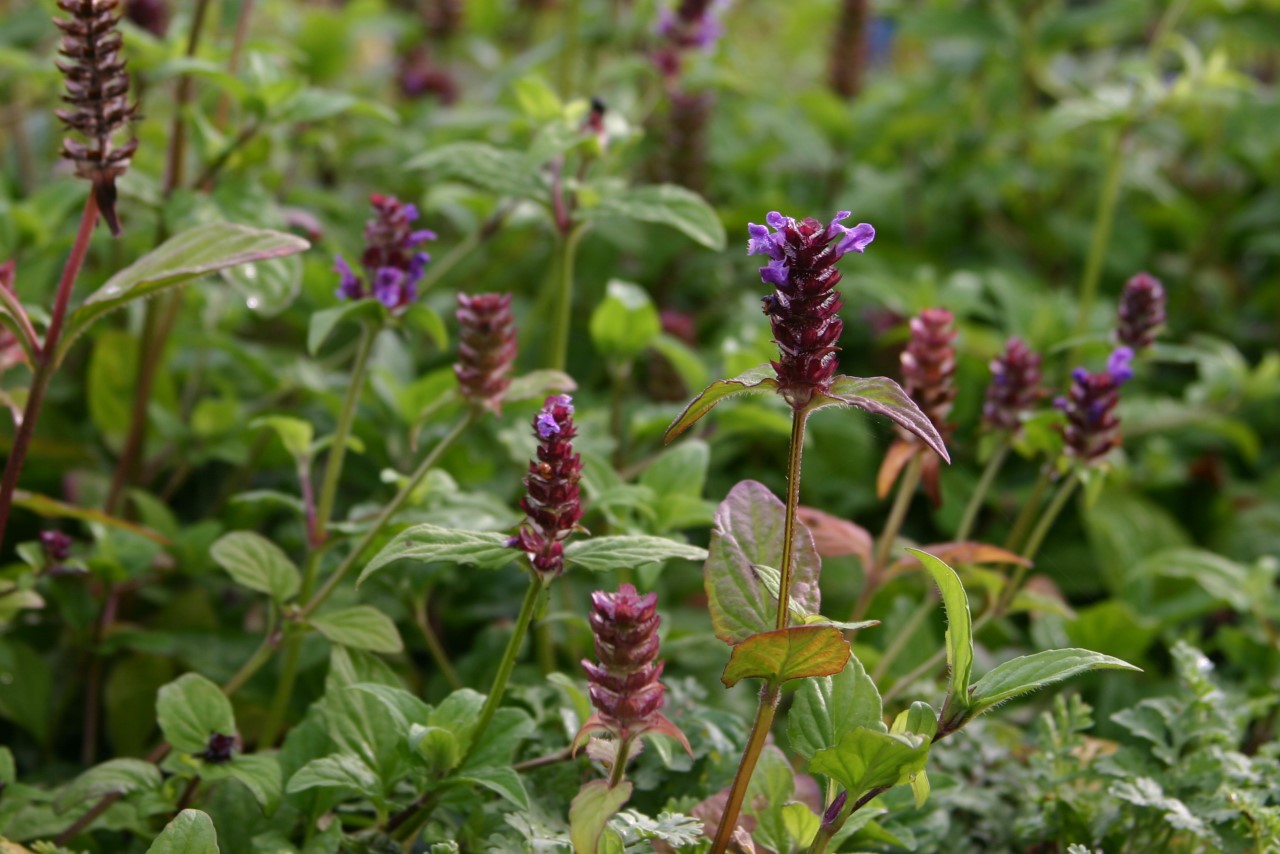 prunella-vulgaris