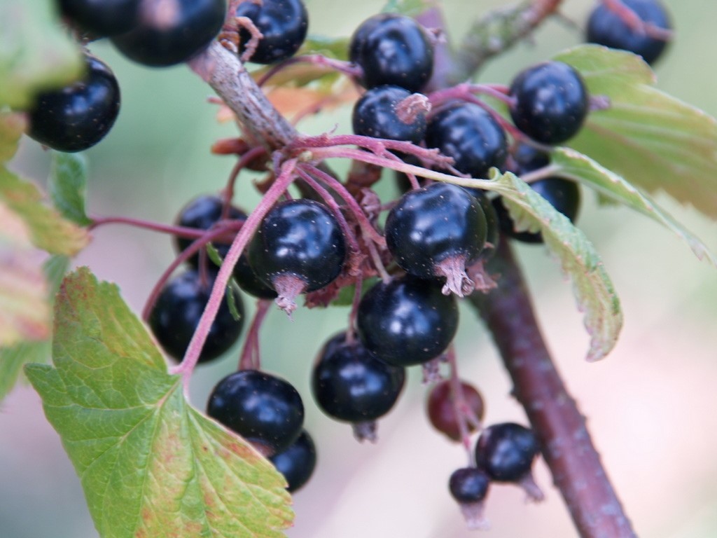 ribes-nigrum-ben-nevis