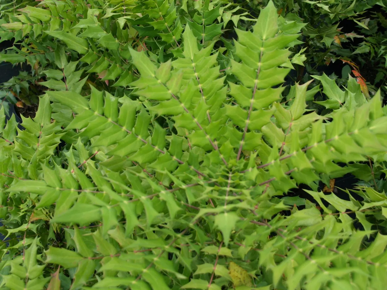 Mahonia media 'Wintersun'