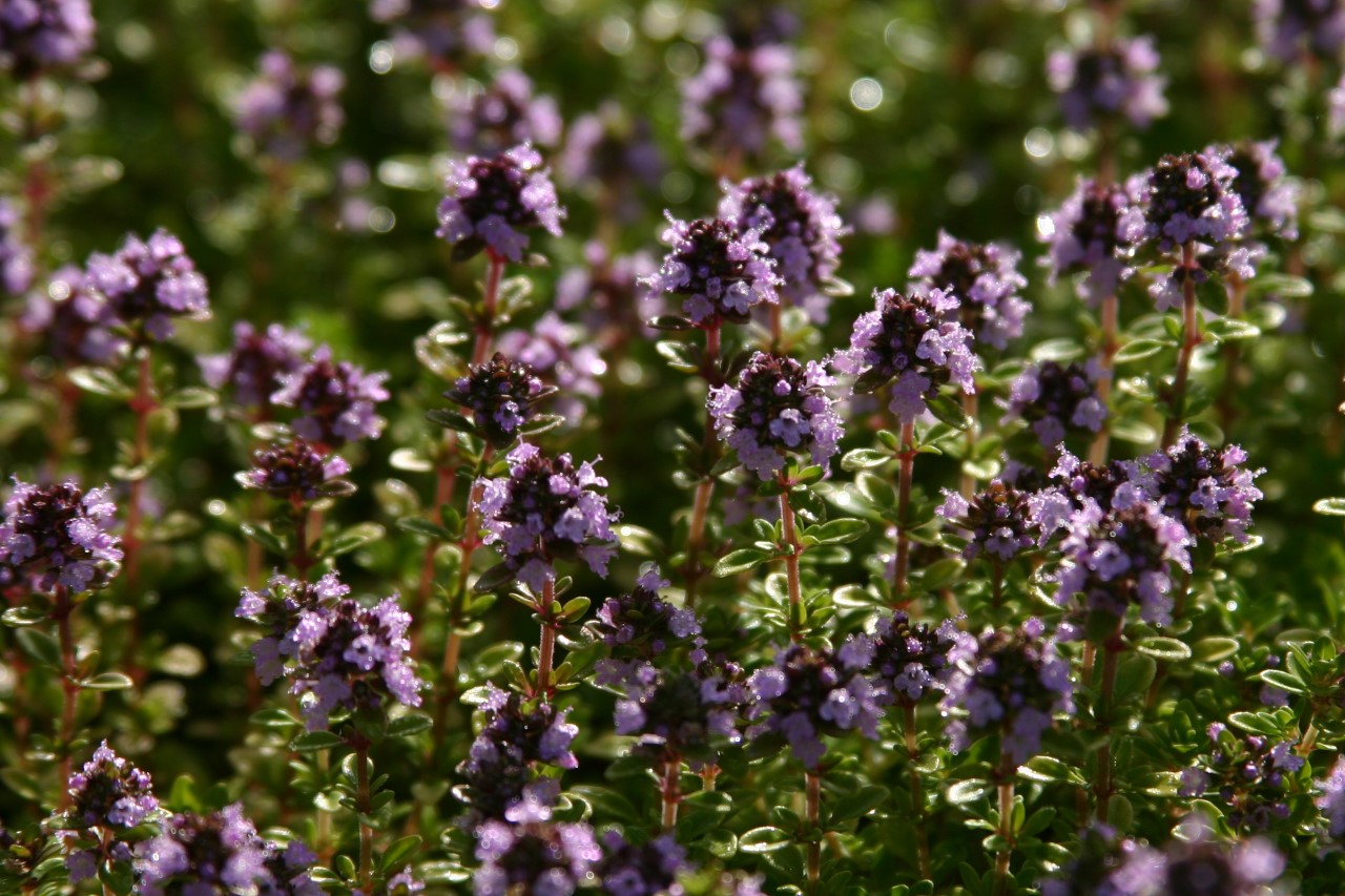 thymus-citriodorus-bertram-anderson