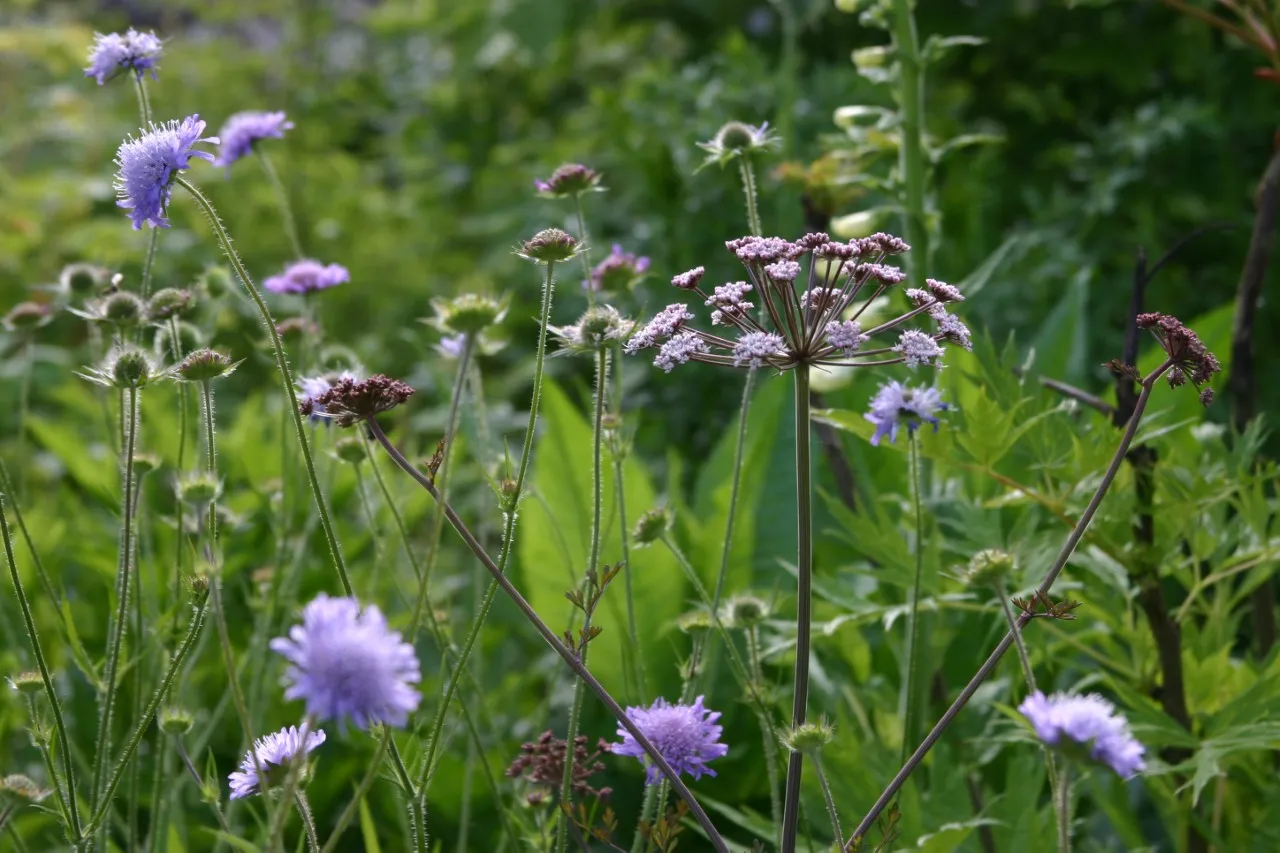 Plukbloemen voor je paard inheems bloemenmengsel