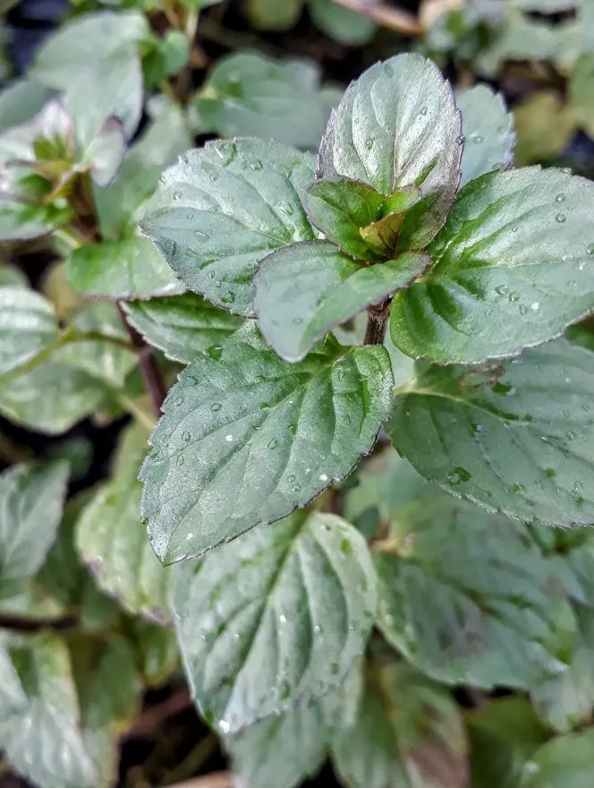 Mentha aquatica