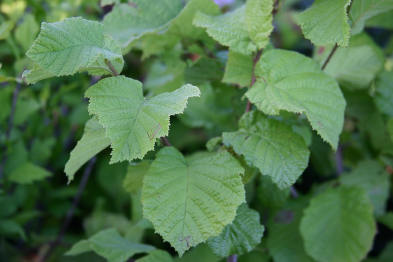 corylus-tonda-di-giffoni