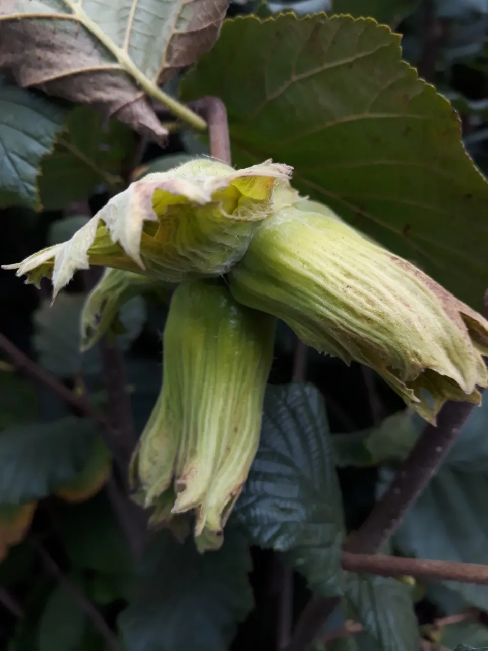 Corylus 'Kentish Cob'