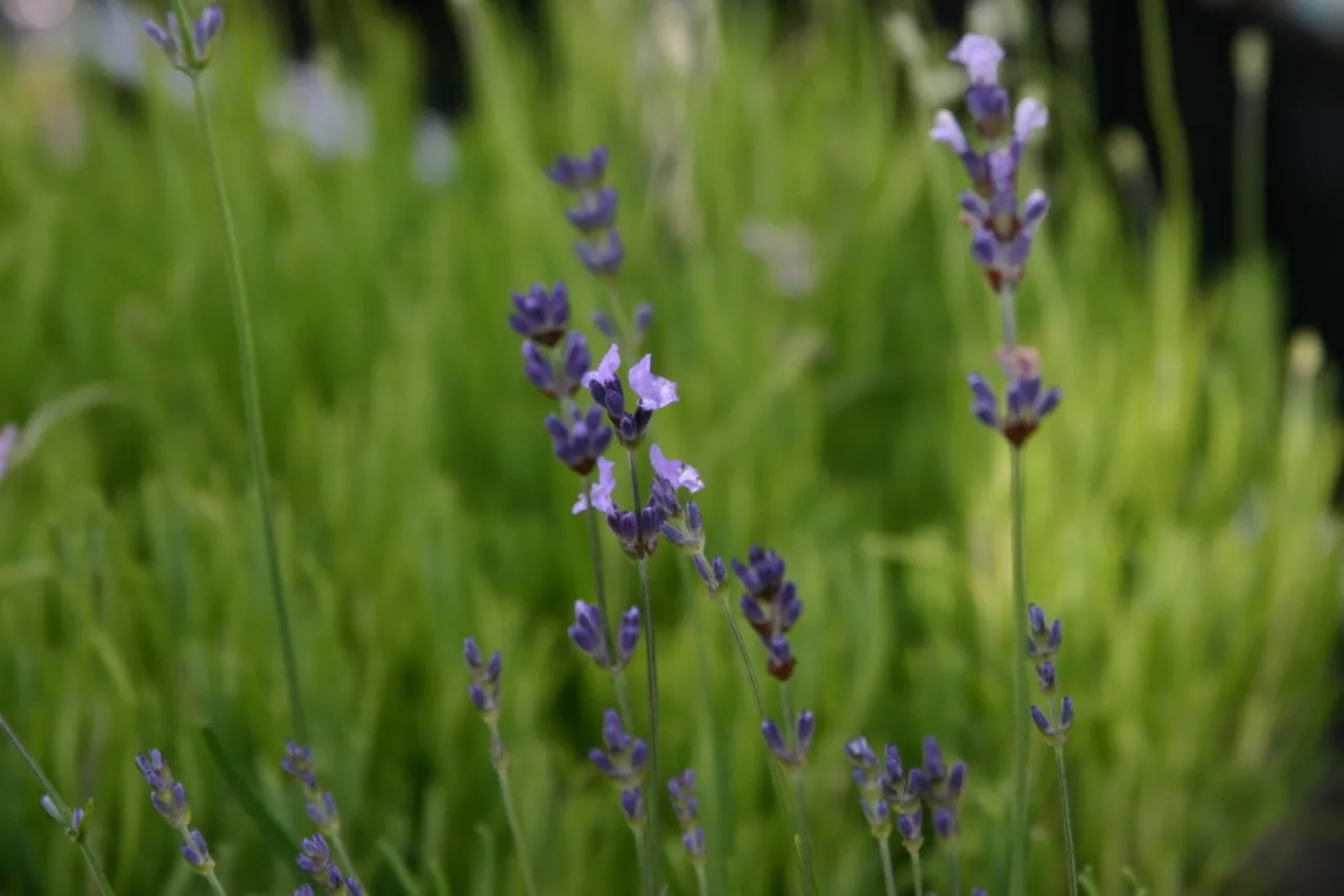 Lavandula angustifolia 'Dwarf Blue'