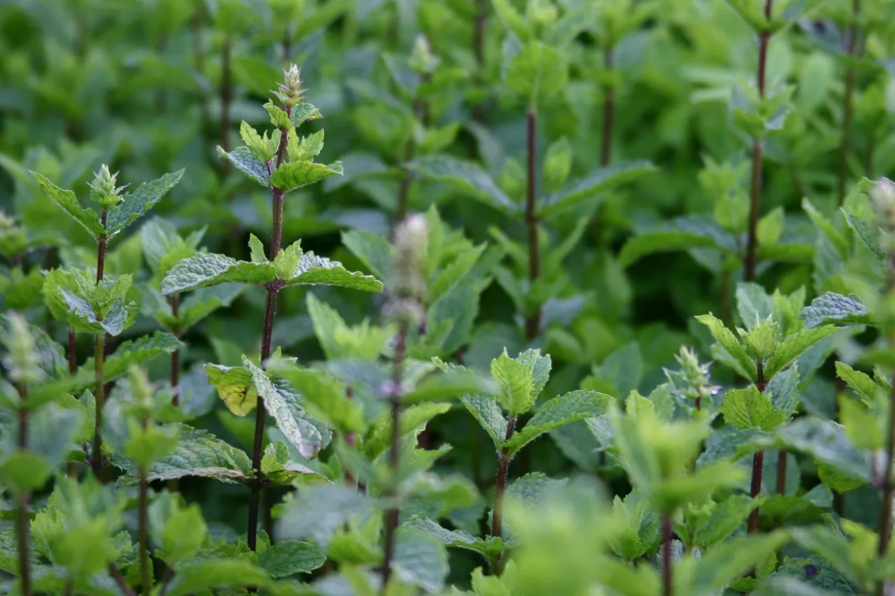 Mentha 'Suza'