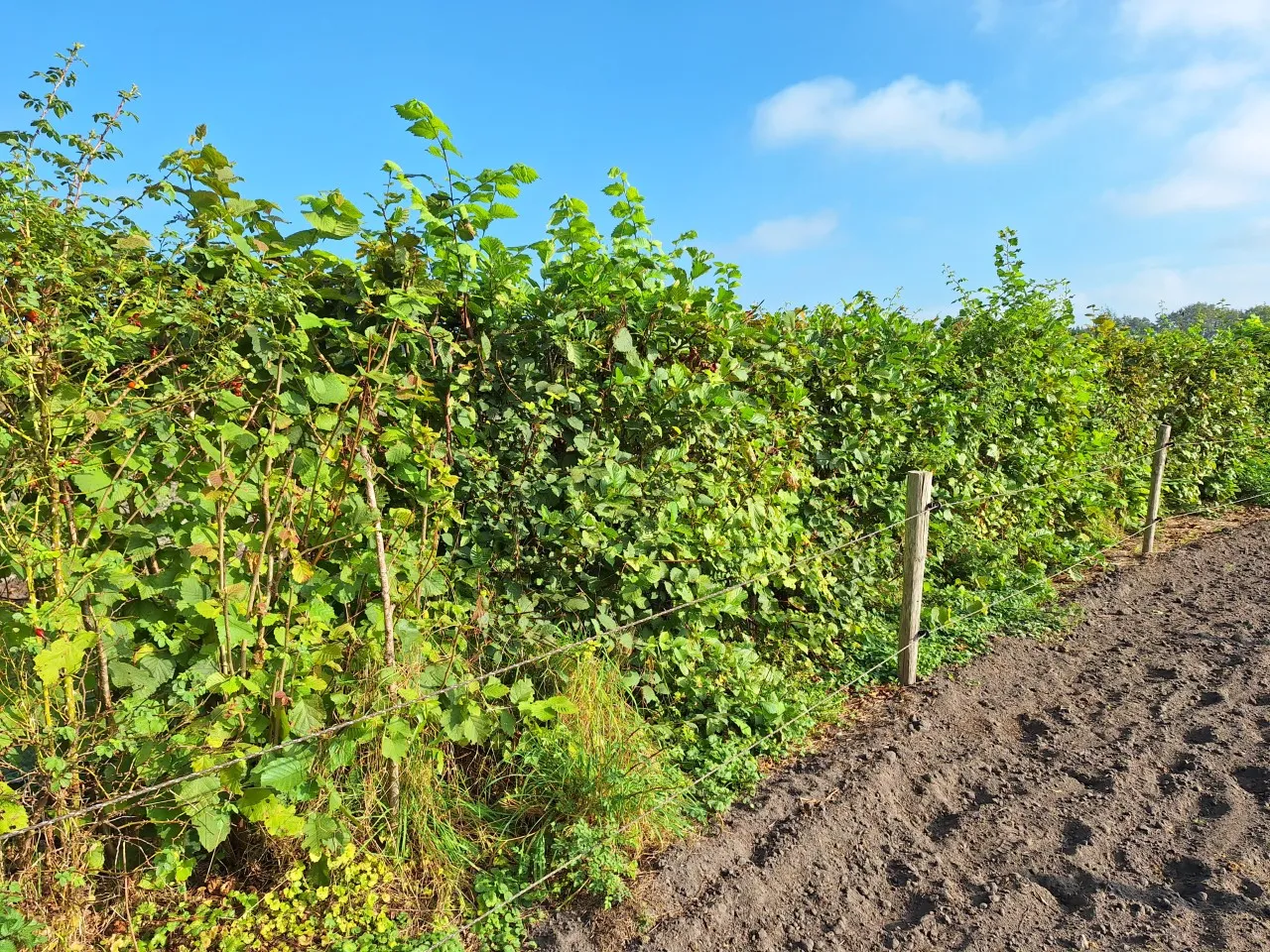 10 meter paardenhaag kleigrond