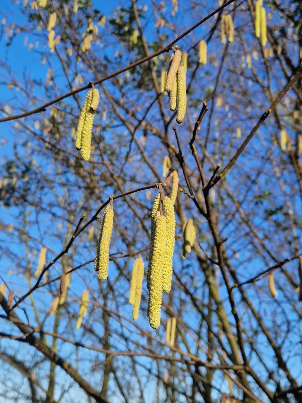 Corylus 'Tonda Gentile delle Langhe'