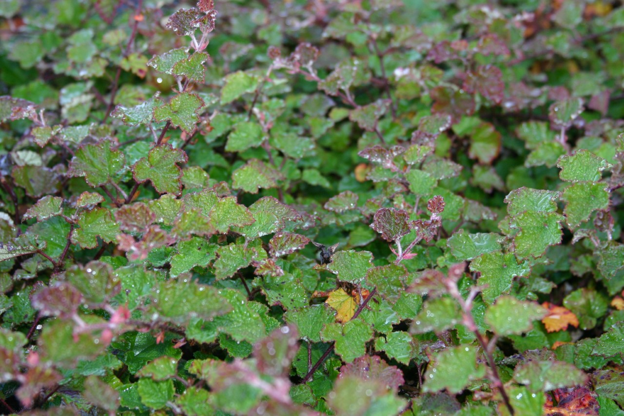 rubus-betty-ashburner