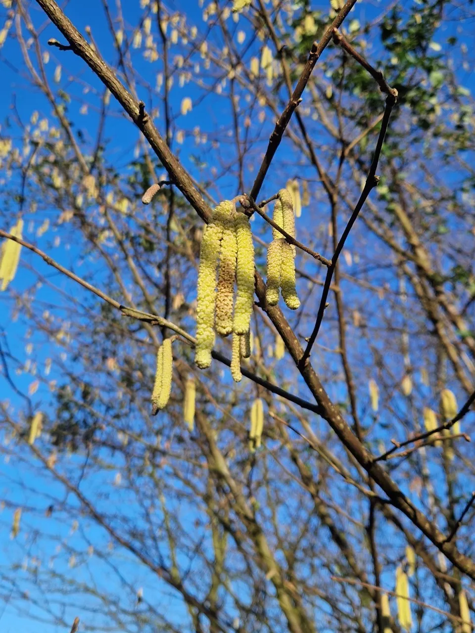 Corylus 'Emoa 1'