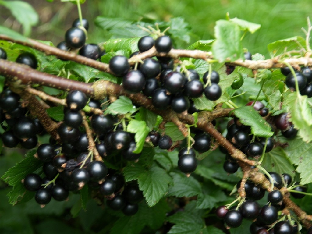 ribes-nigrum-ben-sarek