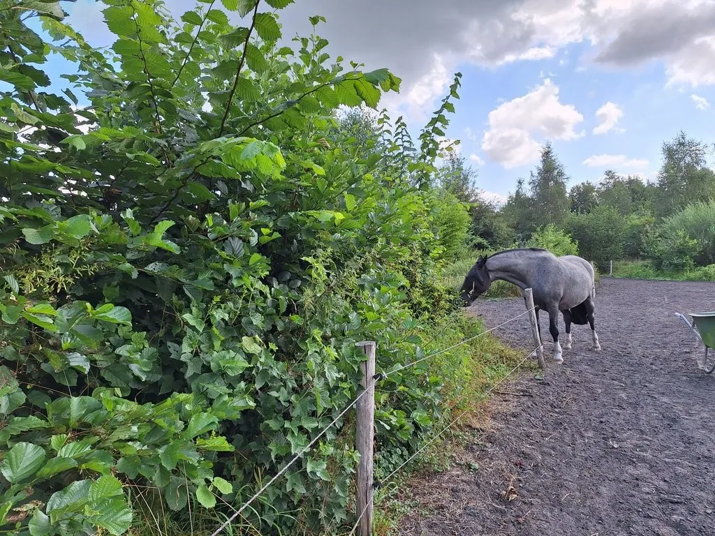 10 meter paardenhaag zandgrond