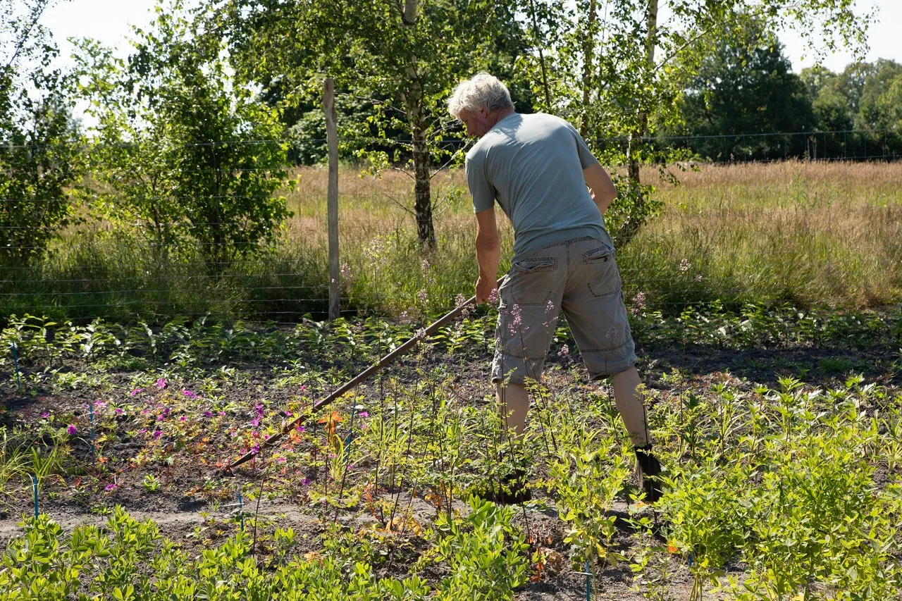 Verkrijgbaar uit de vollegrond