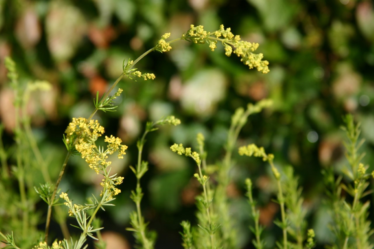 galium-verum