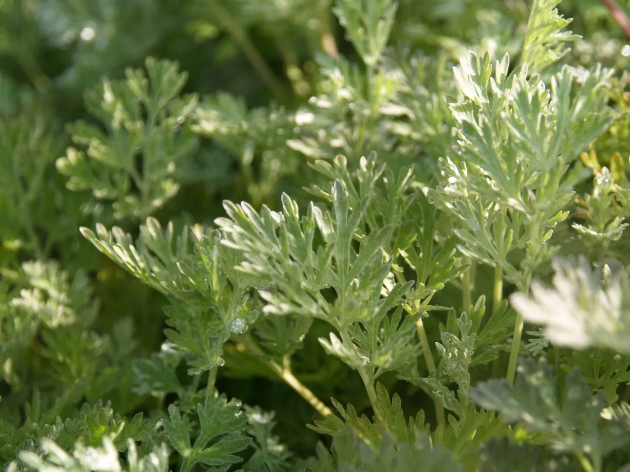 Artemisia absinthium