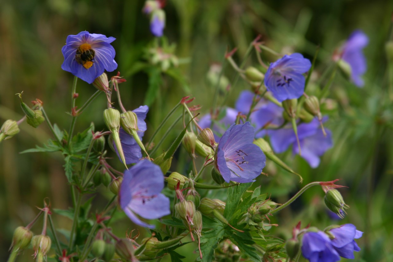 geranium-pratense