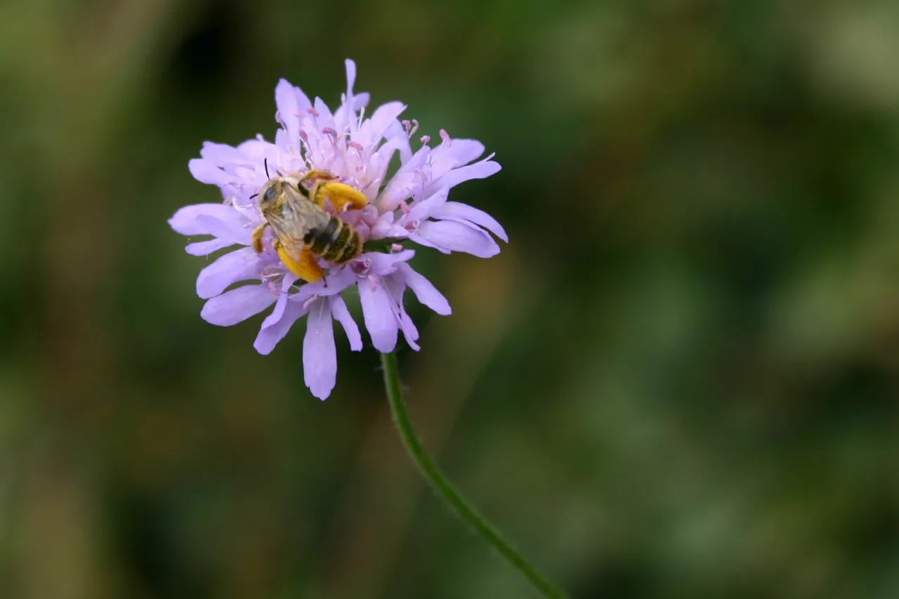 Knautia arvensis