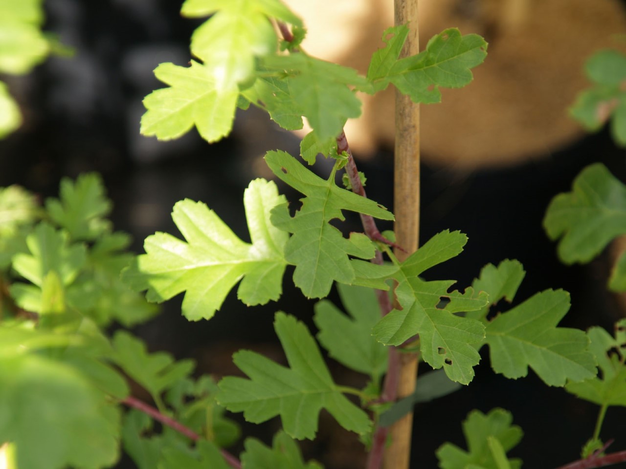 crataegus-azarolus