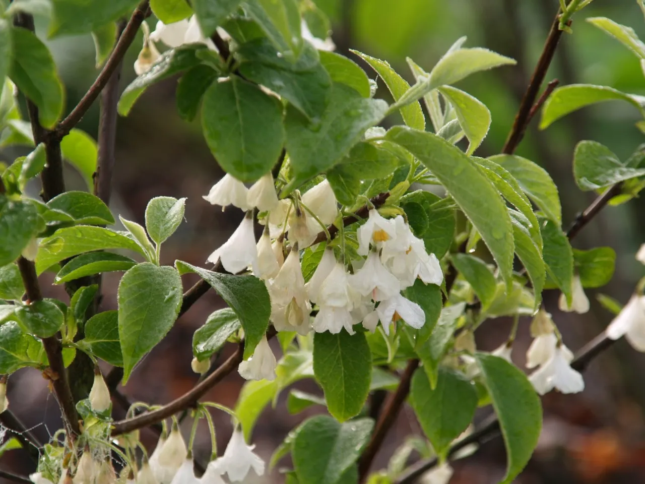 Halesia carolina