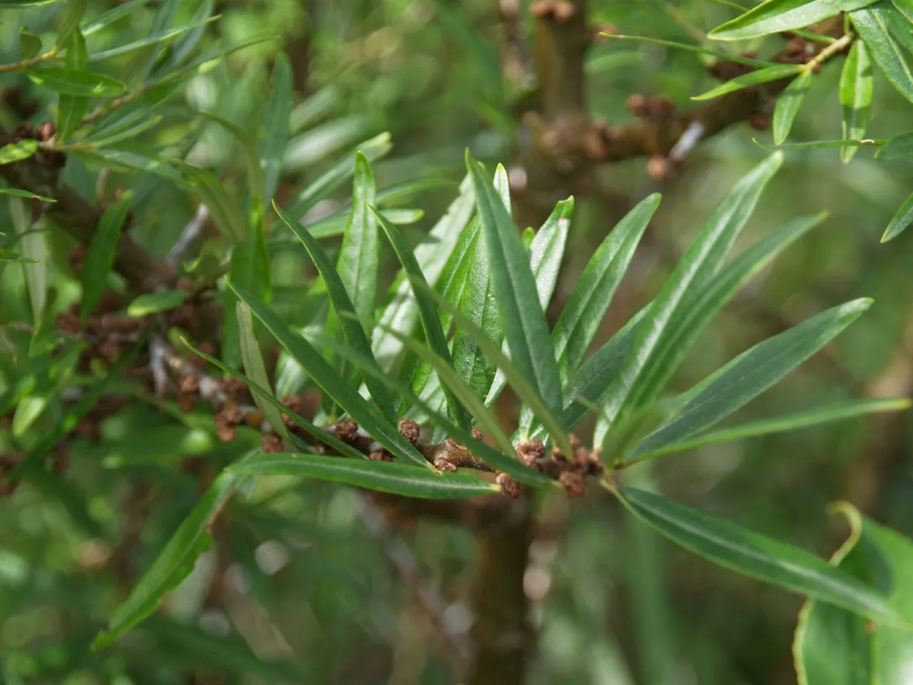 Hippophae rhamnoides 'Pollmix 1'