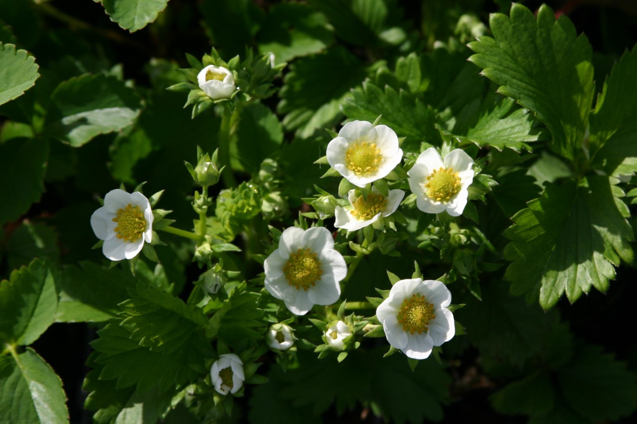 fragaria-ananassa-mara-des-bois